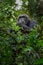 Pan-hooting chimpanzee Pan troglodytes