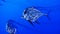 Pan of juvenile threadfin trevally
