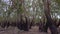 Pan left close up of Melaleuca leucadendra or weeping paperbark trees forest from myrtle family species during low tide season or