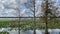 Pan of Lilypads and Trees on Lake Hollingsworth in Lakeland, Florida