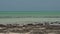 Pan from modern stromatolites landscape and the sea in Shark Bay National Park