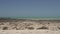 Pan from modern stromatolites landscape in Shark Bay National Park