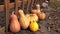 Pan of a pumpkins in a garden. Fresh, ripe, pumpkins growing in field in rural scene.