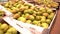 PAN Shelf full of fresh yellow and green apples