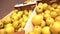 PAN Shelf full of fresh yellow and green apples