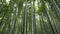 Pan shot of Bamboo forest, Arashiyama, Kyoto, Japan