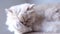 Pan shot of persian cat cleaning her palm