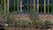 Pan shot of small plants and car park behind fence