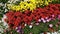 Pan shot of variety of flowers in plant nursery, Agra, Uttar Pradesh, India