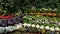 Pan shot of variety of flowers in plant nursery, Agra, Uttar Pradesh, India