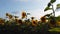 Pan from steel grain wheat silos storage to sunflowers against the sunlight at sunset sway in the wind. Beautiful yellow sunflower