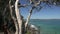 Pan from surfer on the coastal walk to the sea in noosa National Park, Queensland, Australia