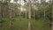 Pan to left: rubber trees in a rubber plantation in Malaysia. 4K slow-motion
