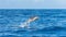 Pan tropical spotted dolphin