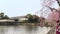 Pan video of a young japanese woman in back kimono walking under the cherry blossoms along the moat of the Tokyo Imperial Palace