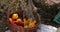 Pan view outdoor still life with wicker basket of fresh harvest vegetables