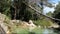 Pan Zoom Shot of Small Pond in Forest between Trees