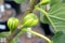 Panache Tiger Fig Tree, Striped Tiger Fig, Ficus carica `Panache`,