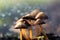 Panaeolina Foenisecii - Common garden mushroom