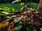 Panaeolus antillarum is a common and widely distributed small to medium-sized gray mushroom which grows on dung