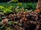 Panaeolus antillarum is a common and widely distributed small to medium-sized gray mushroom which grows on dung