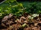 Panaeolus antillarum is a common and widely distributed small to medium-sized gray mushroom which grows on dung