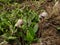 Panaeolus papilionaceus mushroom, also known as Agaricus calosus