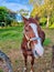 Panama, Boquete, close up of a horse