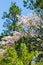 Panama Boquete flowering trees in the forest