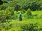 Panama, Boquete, a gardener mows the lawn