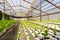 Panama Boquete greenhouse with hydroponic cultivation