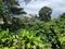 Panama, Boquete hills, coffee plantation in a tropical forest