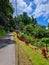 Panama, Boquete hills, typical tropical vegetation along the road