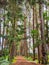 Panama, Boquete , mountain trail lined with trees