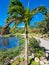 Panama, Boquete, palm tree by the lake