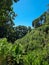 Panama, Boquete, tropical plants in the lush jungle