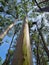 Panama, Boquete, very tall rainbow eucalyptus trees