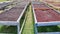 Panama, Chiriqui province, coffee beans drying in the sun