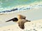 Panama City Beach Gulf of Mexico near sunset. Pelican eating swallow