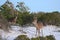 Panama City Beach Shell Island, Florida antler deers roaming