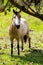 Panama Dolega, horse watching in camera