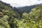 Panama jungle on Quetzal Trail