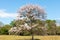 Panama Las Lomas, guayacan tree with pink flower