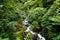 Panama Rainforest. Exotic Landscape. Natural Tropical Forest Atmosphere. Central America.