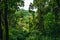 Panama Rainforest. Old hanging bridge in the jungle of Panama, Central America.