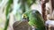 Panama Yellow-headed Amazon parrot