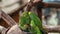 Panama Yellow-headed Amazon parrot