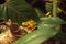 Panamanian Golden Frog Atelopus zeteki is rare