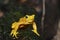 Panamanian golden frog2
