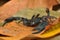 A Panamanian scorpion, Opistacanthus elatus, on the forest floor, showing defensive behavior
